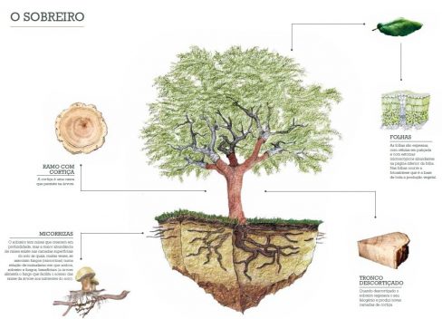 Ilustração do Sobreiro-APCOR